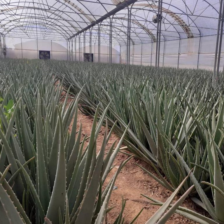 aloevera